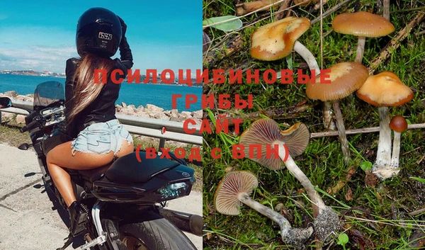 гашик Тайга